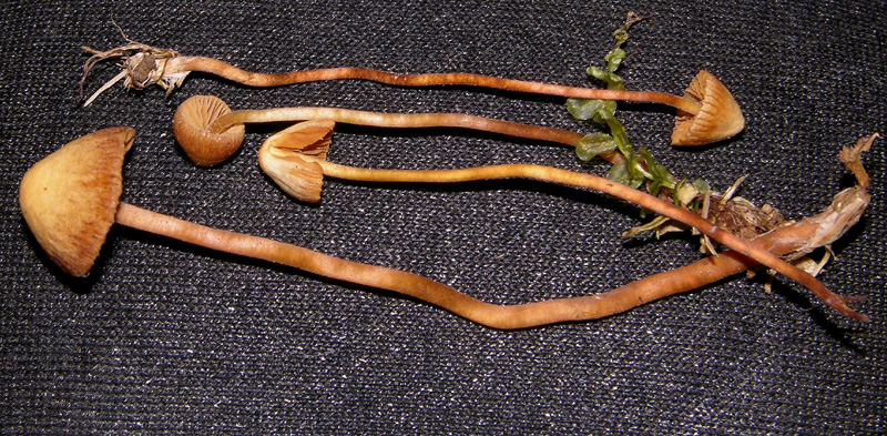 Galerina da determinare n�3